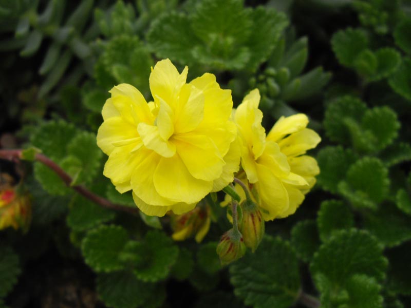 Helianthemum 'Lutea Plena' en fleurs dans un jardin en plein soleil